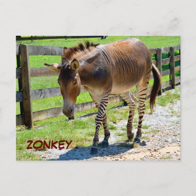 Zonkey part Zebra och Donkey Vykort (Framsida)