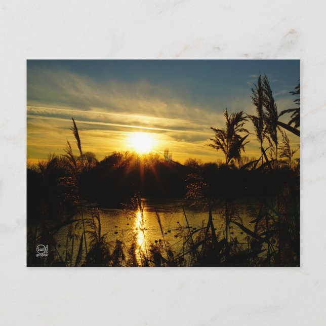 Zonsondergang bij een meertje met rietpluimen. vykort (Framsida)