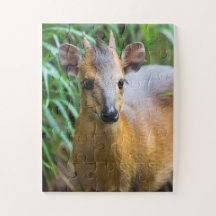 Zoo Animal Puzzle för barn