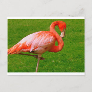 Zoo Animals Vykort