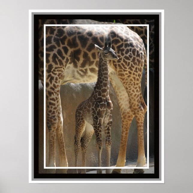 Zoo Baby 1 Poster (Framsidan)