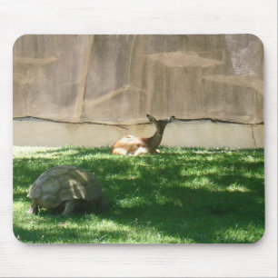Zoo bilder musmatta