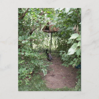 Zoo Bird house Vykort