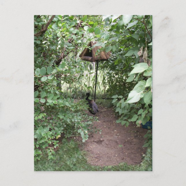 Zoo Bird house Vykort (Framsida)