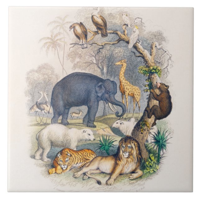 zoo, djur, söta, djur, natur, viltlevande barn kakelplatta (Framsidan)