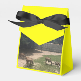 Zoo Kärlek Presentaskar