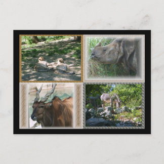Zoo Life Vykort