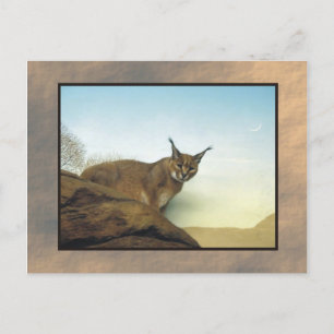 Zoo lynx 2 vykort