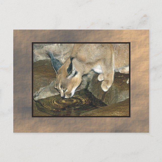 Zoo lynx vykort (Framsida)