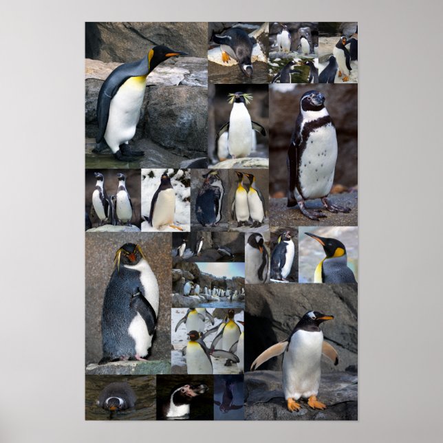 Zoo Penguins Collage Photo Poster (Framsidan)