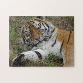 Zoo Puzzle: Vackerlig tiger Pussel