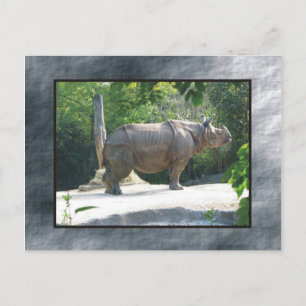 zoo rino vykort