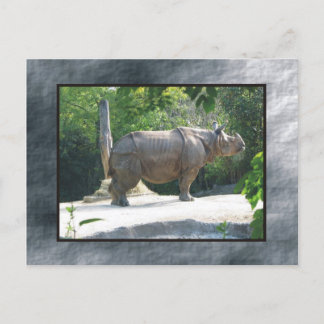 zoo rino vykort