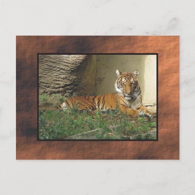 zoo, tiger vykort (Framsida)