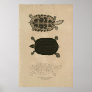 Zoologi i Indien 1932 tuji terrapin Poster