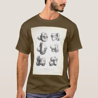 Zoologin för resan till HMS Beagle 1840 Fossi T Shirt