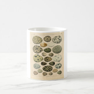 Zoologisk etsning för klassiker - fågelägg kaffemugg