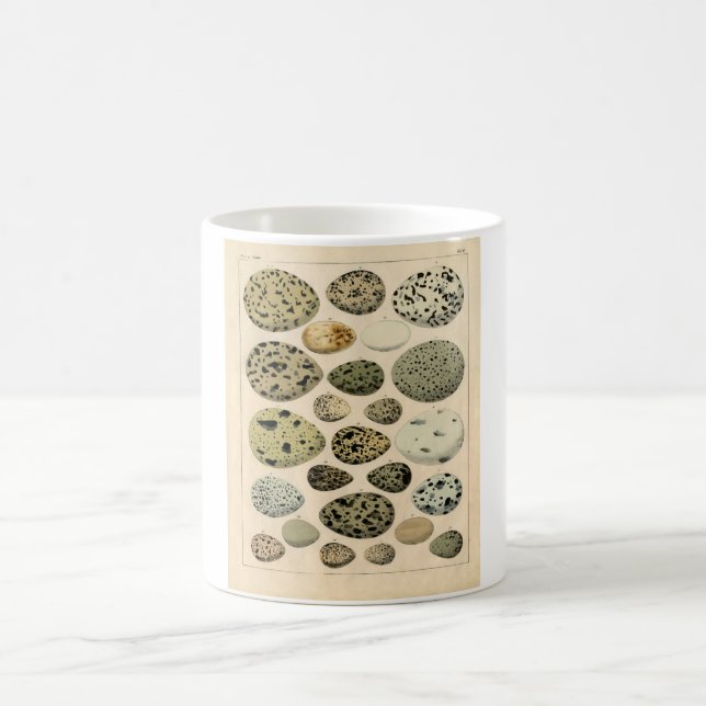 Zoologisk etsning för klassiker - fågelägg kaffemugg (Center)