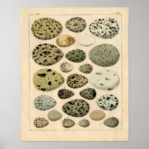 Zoologisk etsning för klassiker - fågelägg poster