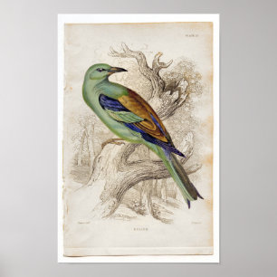 Zoologisk etsning för klassiker - rulle poster