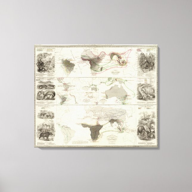 Zoologisk geografi canvastryck (Framsida)