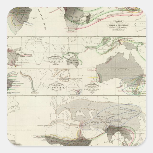 Zoologisk geografi fyrkantigt klistermärke (Framsida)