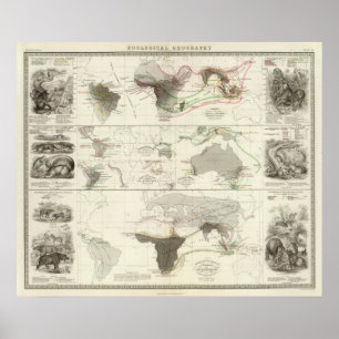 Zoologisk geografi poster