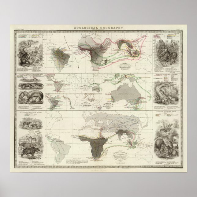Zoologisk geografi poster (Framsidan)