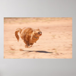 Zoom Kattunge Poster