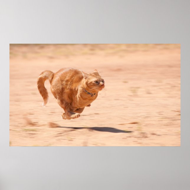 Zoom Kattunge Poster (Framsidan)