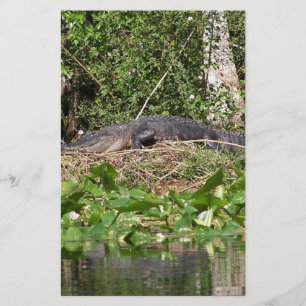 Zoompil för Gator luv