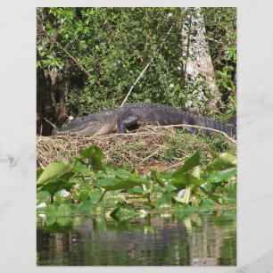 Zoompil för Gator luv