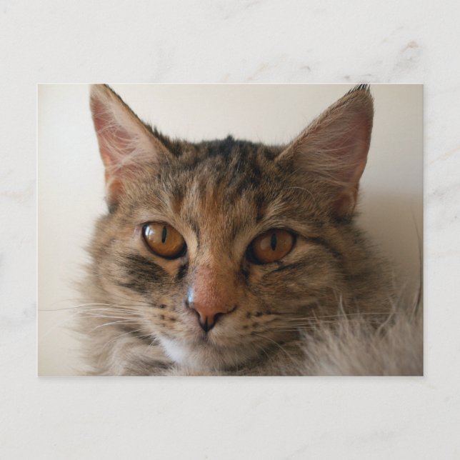 Zora Vykort (Framsida)