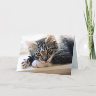 Zorro efter Windows-årskort Kort