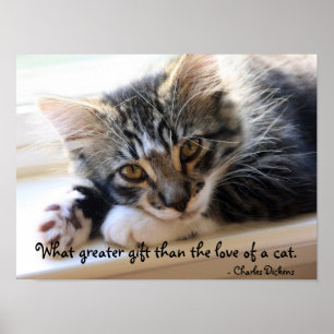 Zorro Kitten av fönstret Poster