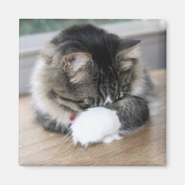 Zorro Shy Kattunge Square Magnet (Framsidan)