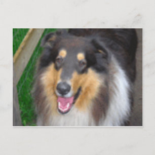zorro vykort