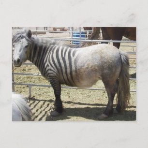 Zorse Vykort