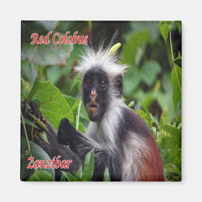 zTZ010 ZANZIBAR, Red Colobus, Tanzania, Fridge Magnet (Framsidan)