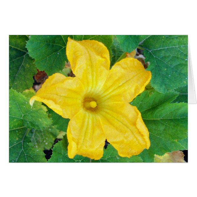 Zucchini Flower Card Hälsningskort (Framsidan Horizontal)