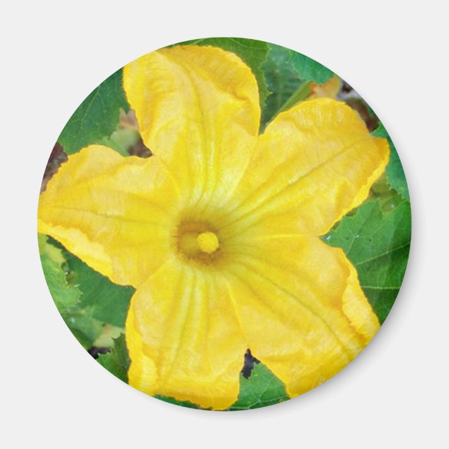Zucchini Flower Magnet (Framsidan)
