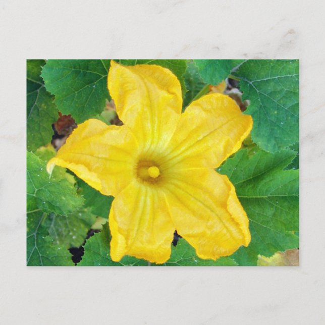 Zucchini Flower Vykort (Framsida)