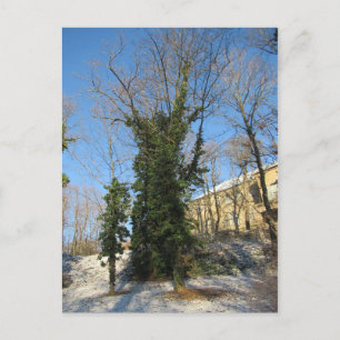 Zugewachsener Baum Vykort