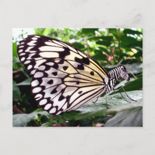 Zutterfly-vykort Vykort