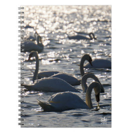 Zwanen in een groep op het water met glinsterend z anteckningsbok