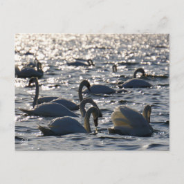 Zwanen in een groep op het water met glinsterend z vykort