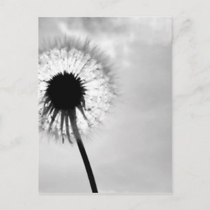 Zwart med Paardebloem Black and White Dandelion Vykort