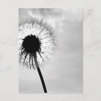 Zwart med Paardebloem Black and White Dandelion Vykort
