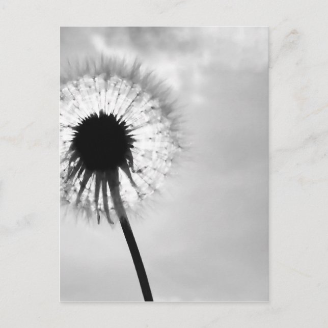 Zwart med Paardebloem Black and White Dandelion Vykort (Framsida)