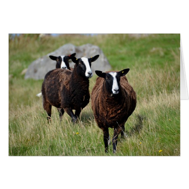 Zwartbles får hälsningskort (Framsidan Horizontal)